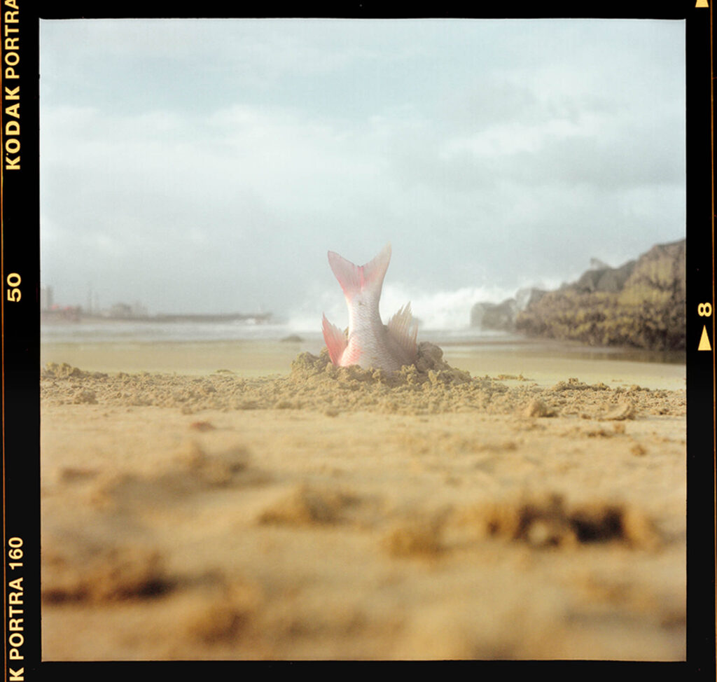 Fotografia quadrada de um peixe enterrado na areia até a barriga, na vertical. As escamas são esbranquiçadas e as barbatanas laterais, bem como o rabo,
tem tons suaves de rosa e estão voltadas para cima. Ao fundo, fora de foco, uma onda quebra sobre rochedos marrons à direita, sob o céu dublado. A borda da foto é contornada por uma faixa estreita em preto. Do lado esquerdo, em amarelo, os caracteres K PORTRA 160, 50 e PORTRA. Do lado direito, o numeral 8. Roteiro de audiodescrição: Adamy. Consultoria: Ednilson Sacramento.
