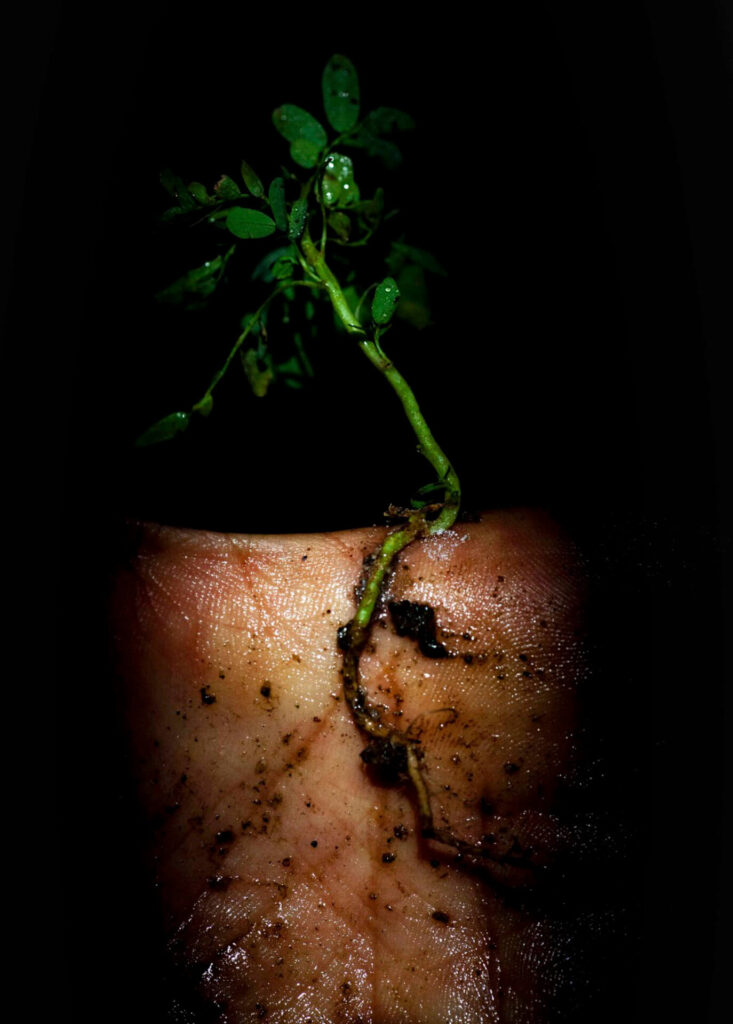 Fotografia retrato. Na palma da mão, um ramo de arrudA com aspecto molhado. As raízes da planta se sobrepõem às linhas da mão suja de terra. Roteiro de audiodescrição: Vanessa Marques. Consultoria: Jéssica Morais.