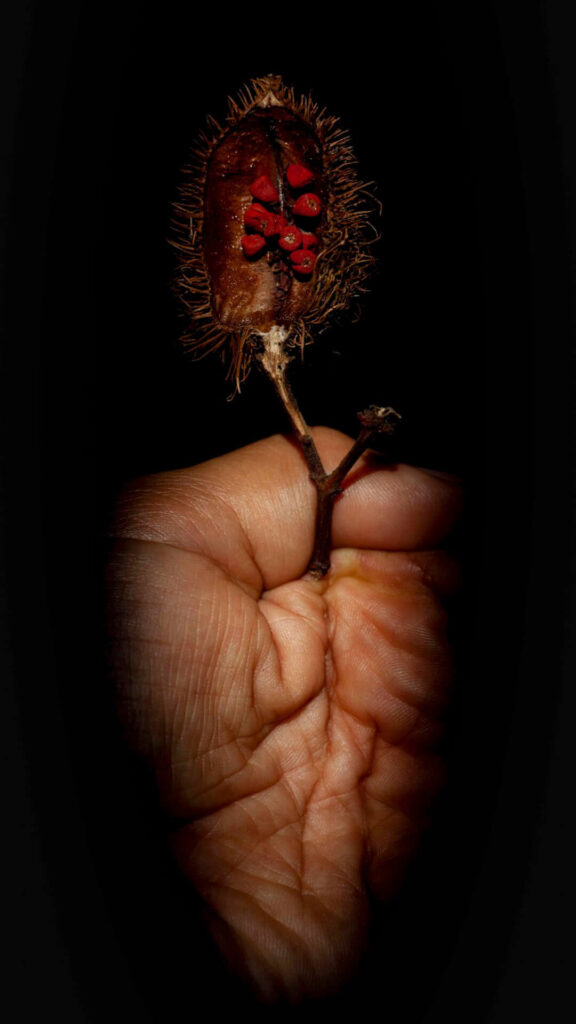 Fotografia retrato. Sobre fundo preto, mão fechada segura a raiz de um urucum, que tem casca marrom-avermelhada, contornada por pequenos espinhos, aberta ao meio, que deixa à mostra as sementes vermelhas na parte interior. Roteiro de audiodescrição: Vanessa Marques. Consultoria: Jéssica Morais.