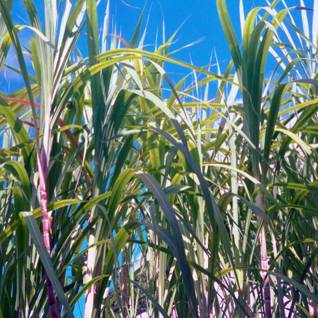 Fotografia colorida na vertical, com foco em um canavial iluminado pelo sol, sob o
céu azul. A cana-de-açúcar é uma planta fina, fibrosa, de formato cilíndrico, com
folhas verdes e longas.