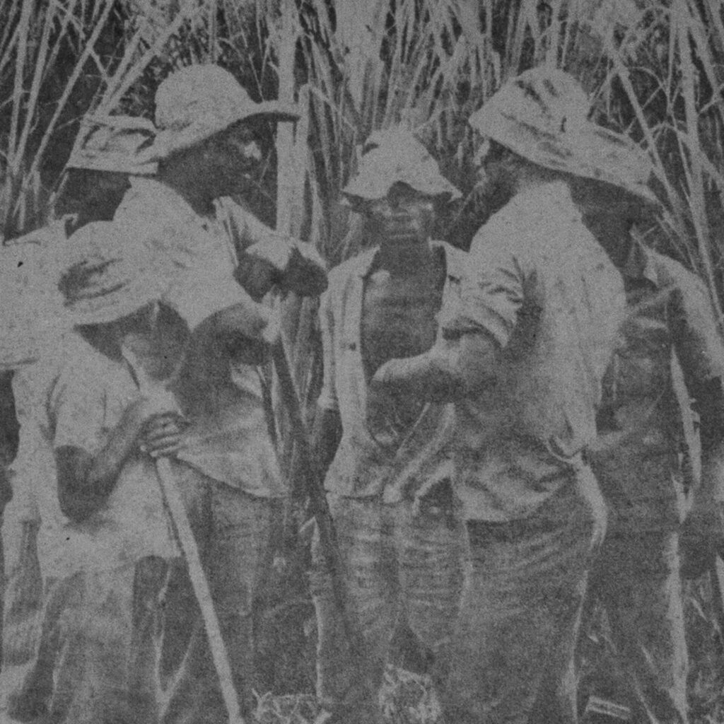 Foto de uma fotografia antiga em preto e branco na vertical. Cinco homens e um
menino estão reunidos em círculo à frente de uma plantação de cana-de-açúcar.
Todos são negros, usam chapéu, camisa larga e calça. Um dos homens e o menino
seguram enxadas.